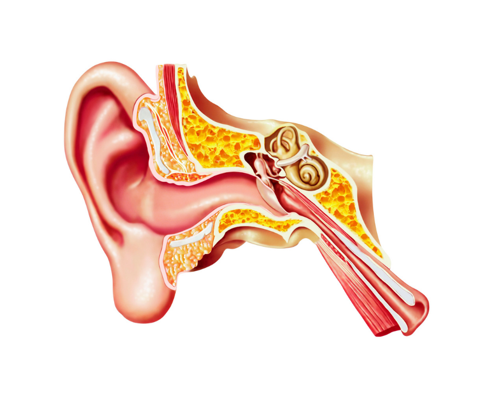 Ear Anatomy